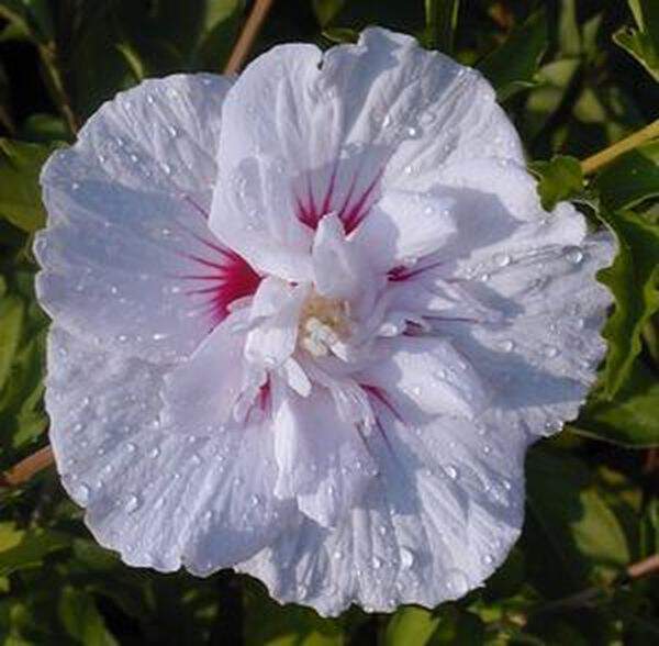 Hibiscus 'China Chiffon'@