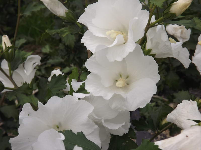 Hibiscus ou Althae - HIBISCUS syriacus 'Eléonore' - Arbuste