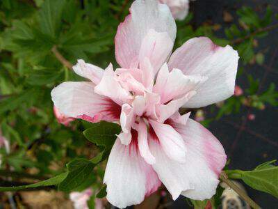 Hibiscus ou Althae - HIBISCUS syriacus 'Lady Stanley' - Arbuste