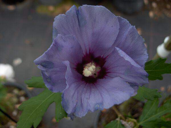 hibiscus Marina