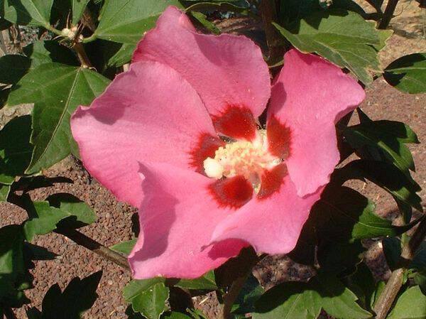 Hibiscus 'Pink Geant'3