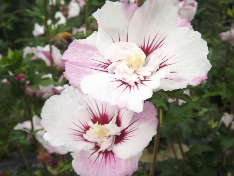 Hibiscus ou Althae - HIBISCUS syriacus 'Pinky spot' - Arbuste
