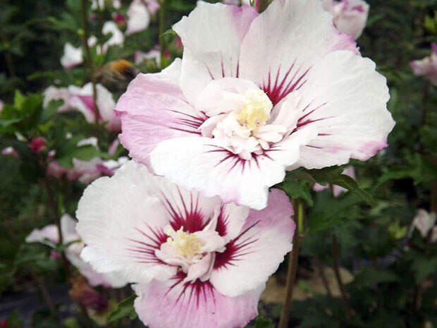 hibiscus_pinky_spot