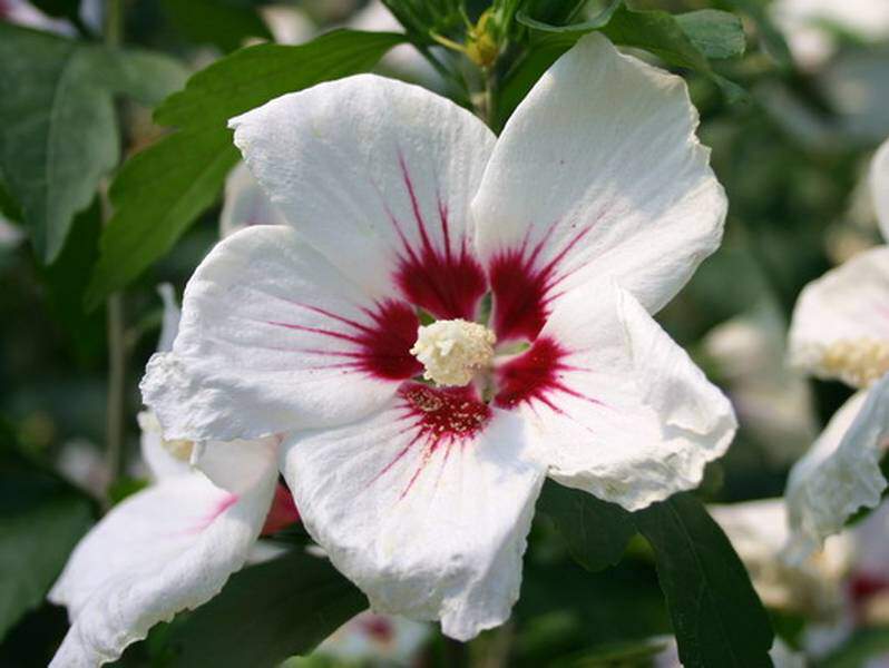 HIBISCUS 'Red Heart' int