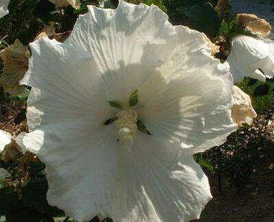 Hibiscus/Althae - HIBISCUS syriacus 'Diana' - Arbuste