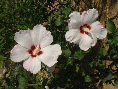 HIBISCUS syriacus Melrose