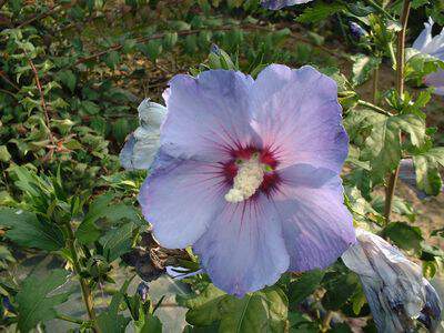 Hibiscus/Althae - HIBISCUS syriacus 'Oiseau bleu' - Arbuste