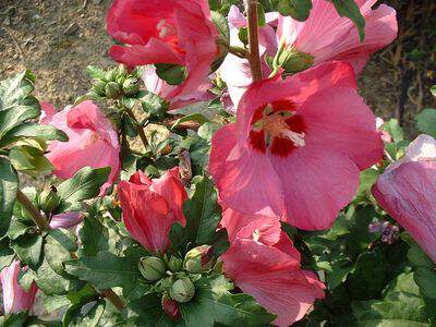 Hibiscus/Althae - HIBISCUS syriacus 'Woodbridge' - Arbuste