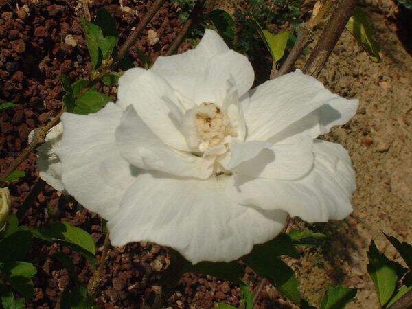Hibiscus 'White Chiffon'3