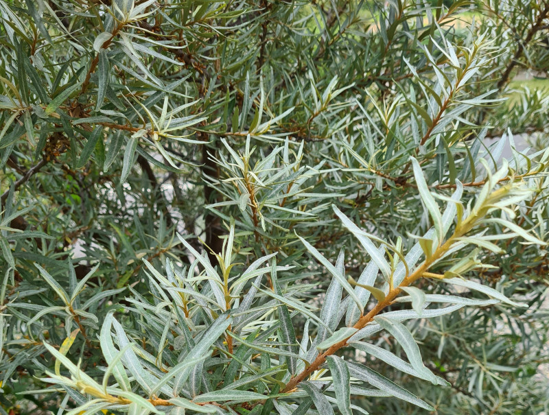 Argousier - HIPPOPHAE rhamnoides 'Sandora' - Arbuste