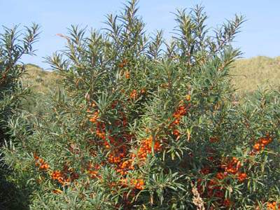 Argousier - HIPPOPHAE rhamnoides - Arbuste