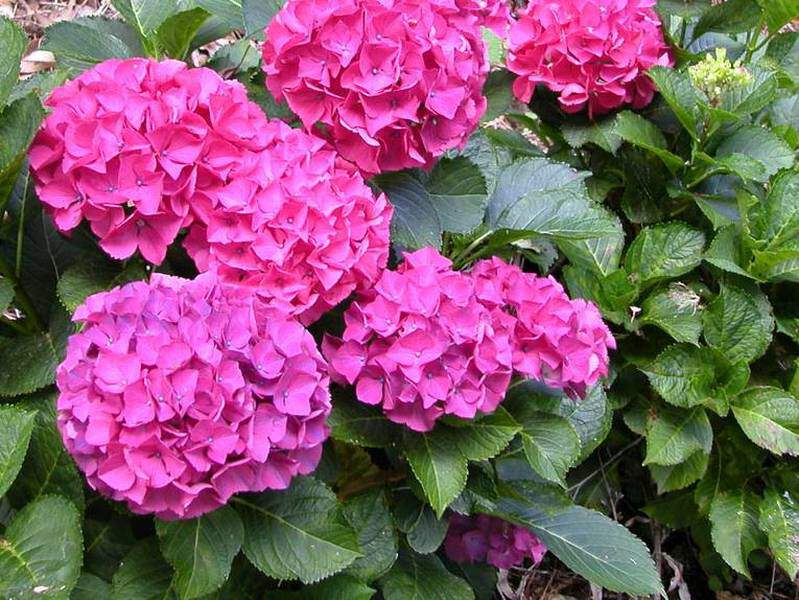 Hortensia - HYDRANGEA macrophylla 'Hornli' - Arbuste