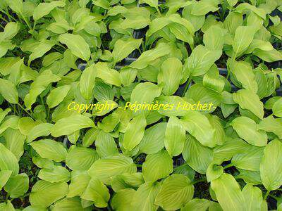 Hosta - HOSTA 'Honeybells' - Vivace