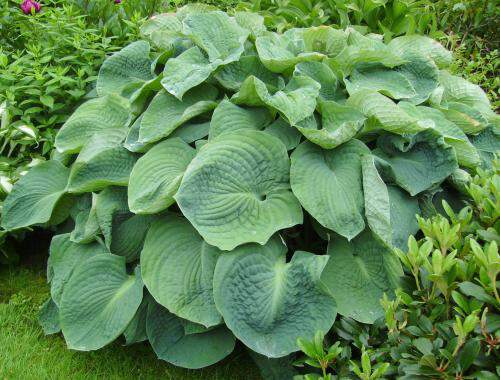 HOSTA sieboldiana 'Elegans' ext