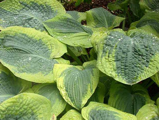 Hosta - HOSTA sieboldiana 'Frances Williams' - Vivace