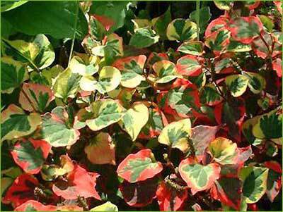 Houttuynia - HOUTTUYNIA cordata 'Chameleon' - Vivace