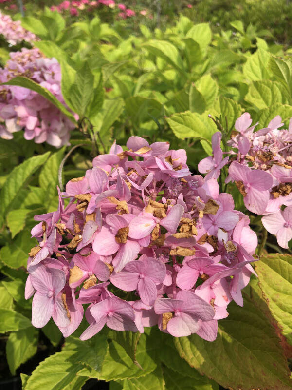 Hortensia - HYDRANGEA macrophylla 'Bouquet rose' - Arbuste