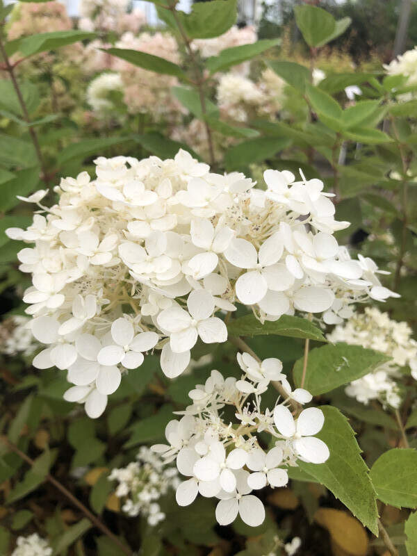 Hortensia paniculé - HYDRANGEA paniculata 'Compacta' - Arbuste