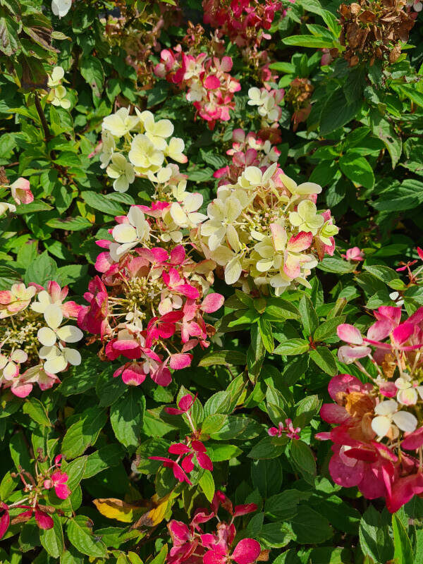 Hortensia arbustif - HYDRANGEA paniculata 'Diamant rouge®' - Arbuste