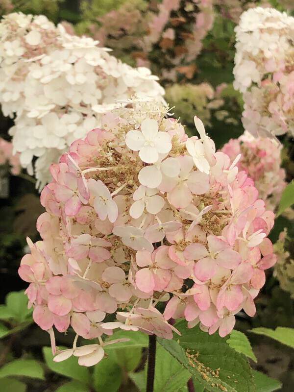 Hortensia paniculé - HYDRANGEA paniculata 'Framboisine®' - Arbuste