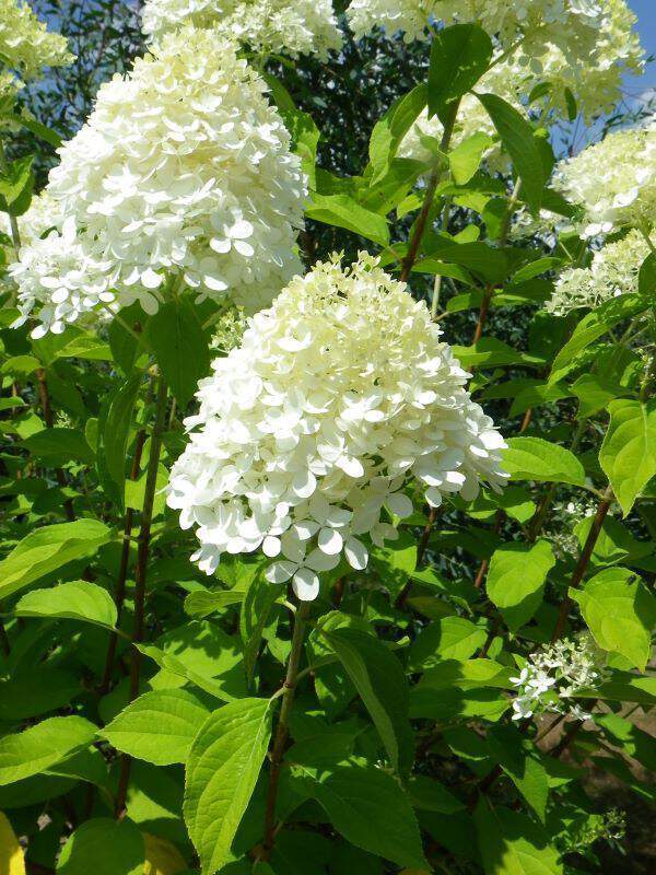 Hortensia paniculé - HYDRANGEA paniculata 'Lime light®' - Arbuste