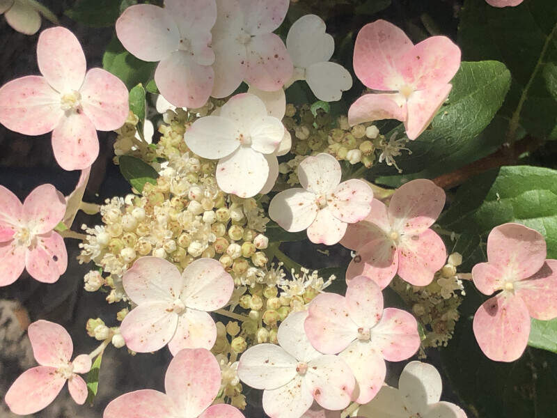 Hortensia paniculé - HYDRANGEA paniculata 'Polestar®' - Arbuste