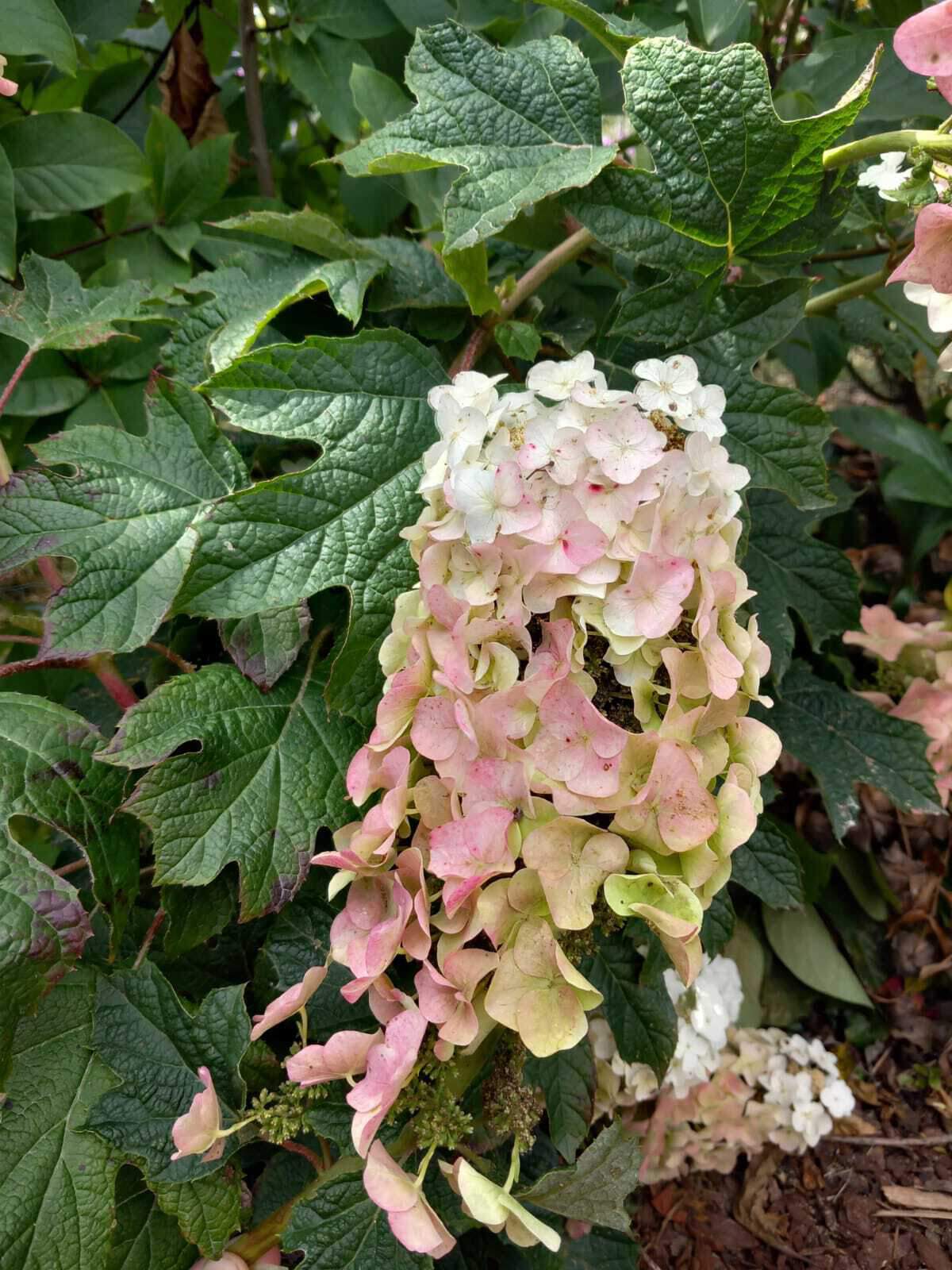 Hortensia à feuilles de chêne - HYDRANGEA quercifolia 'Ruby Slippers' - Arbuste