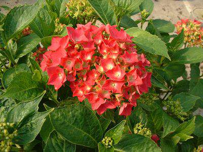 Hortensia - HYDRANGEA macrophylla 'Brugg' - Arbuste