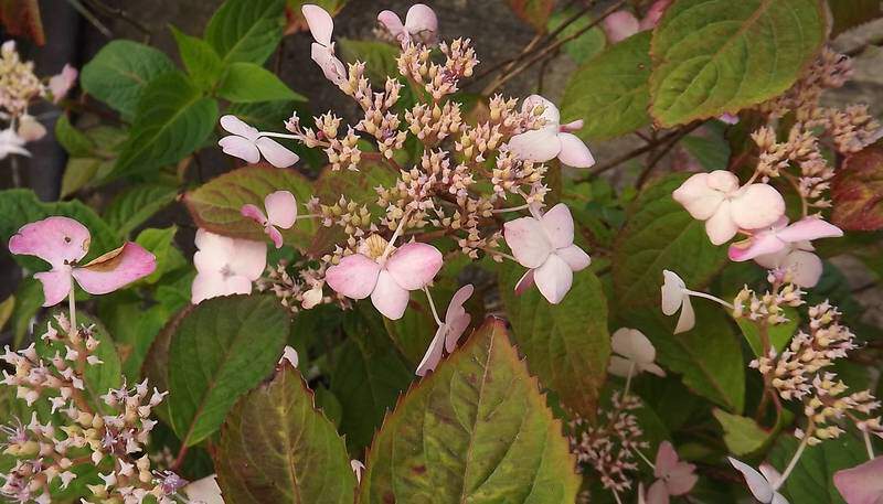 Hortensia - HYDRANGEA serrata 'Beniyama' - Arbuste