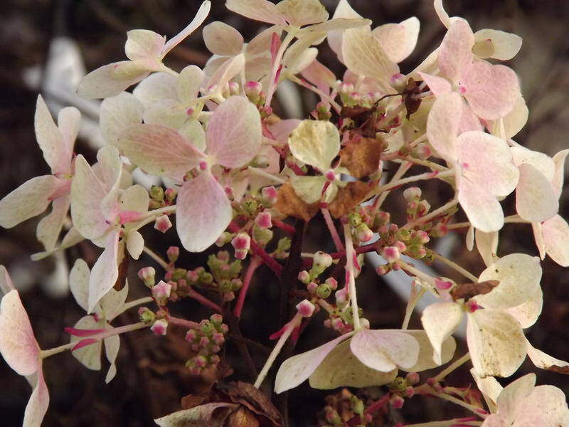 Hortensia arbustif - HYDRANGEA paniculata 'Diamant rouge®' - Arbuste