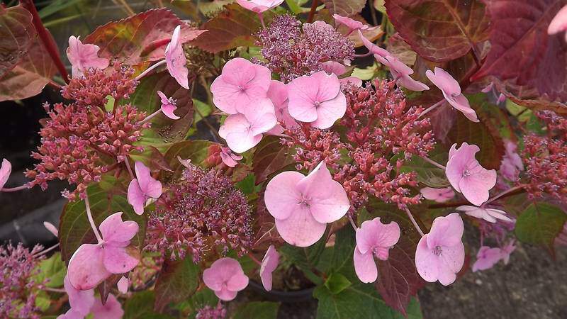 Hortensia - HYDRANGEA macrophylla 'Dolce® Gipsy' - Arbuste