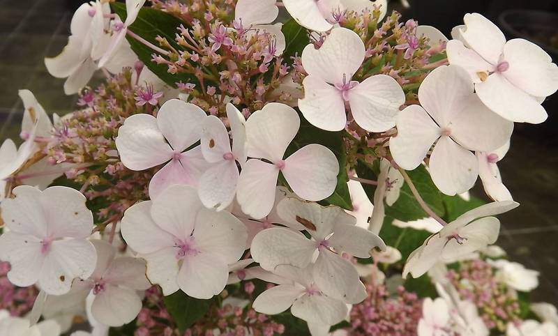 Hortensia - HYDRANGEA macrophylla 'Libelle' - Arbuste