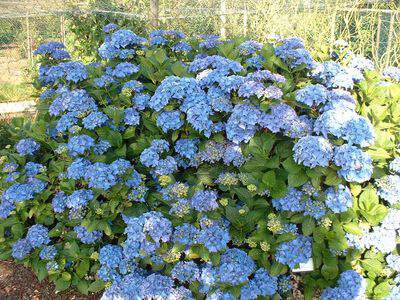 Hortensia - HYDRANGEA macrophylla 'Europa bleu' - Arbuste