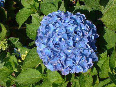 Hortensia - HYDRANGEA macrophylla 'Benelux' - Arbuste