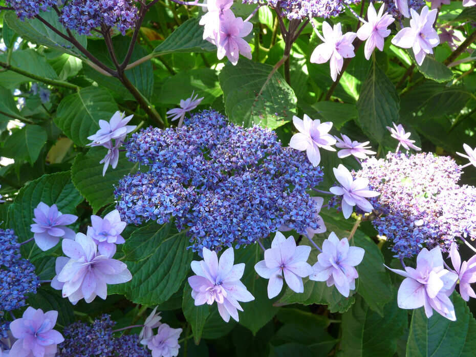 Hortensia - HYDRANGEA macrophylla 'Cassiopée' - Arbuste