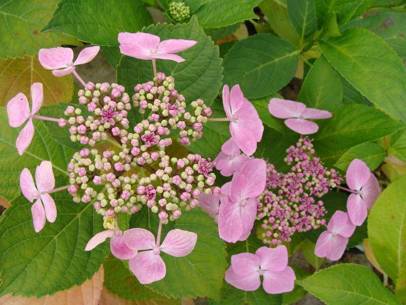 Hortensia à fleur plate - HYDRANGEA macrophylla 'Mariesii' - Arbuste