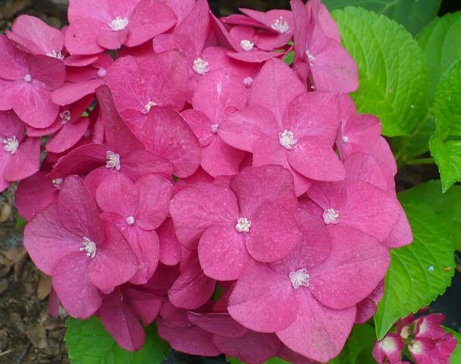 Hortensia - HYDRANGEA macrophylla 'Masja' - Arbuste