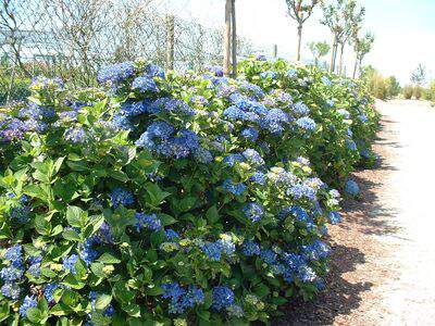 Hortensia - HYDRANGEA macrophylla 'Mathilde Gutges' - Arbuste