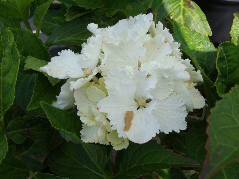 Hortensia - HYDRANGEA macrophylla 'Soeur Thérese' - Arbuste