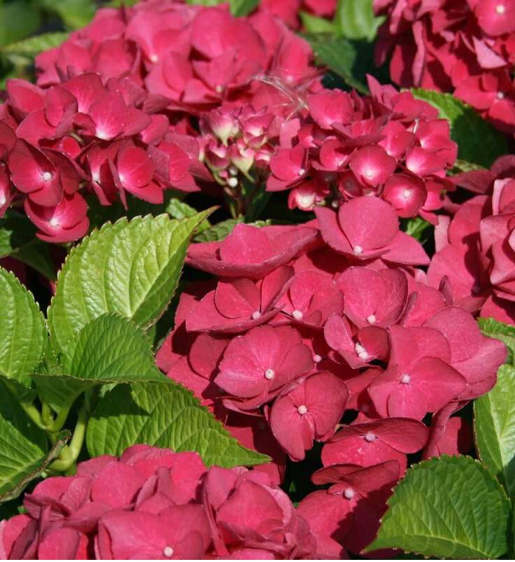 Hortensia - HYDRANGEA macrophylla 'Red Baron' - Arbuste