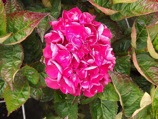 hydrangea_macrophylla_sanguinea