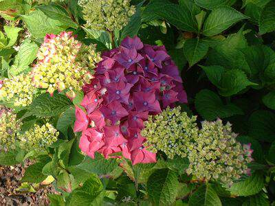 Hortensia - HYDRANGEA macrophylla 'Seidel' - Arbuste