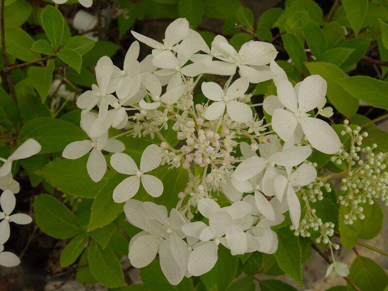 Hortensia des montagnes - HYDRANGEA paniculata 'Dentelle de Gorron'® - Arbuste
