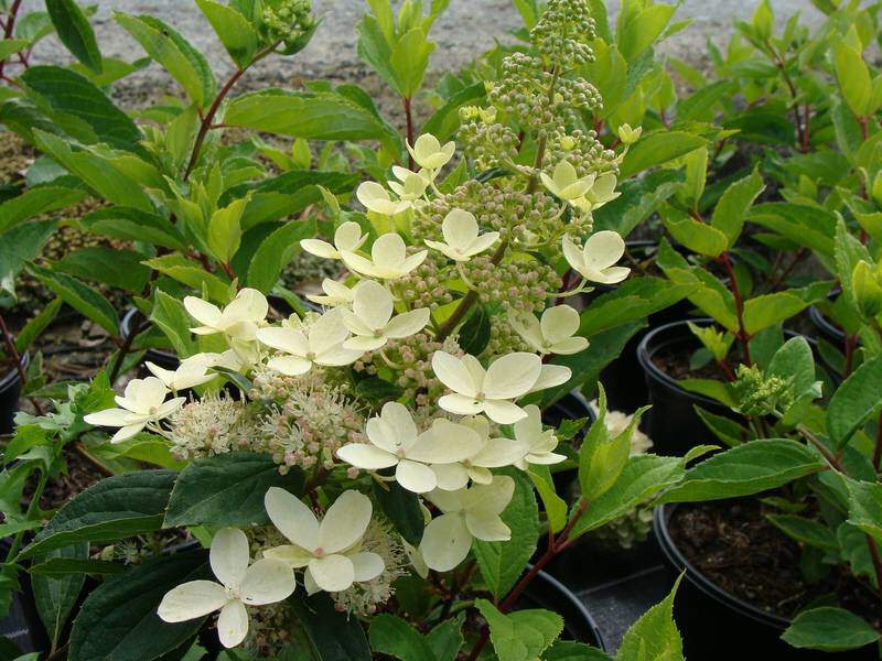 Hortensia paniculé - HYDRANGEA paniculata 'Grandiflora' - Arbuste