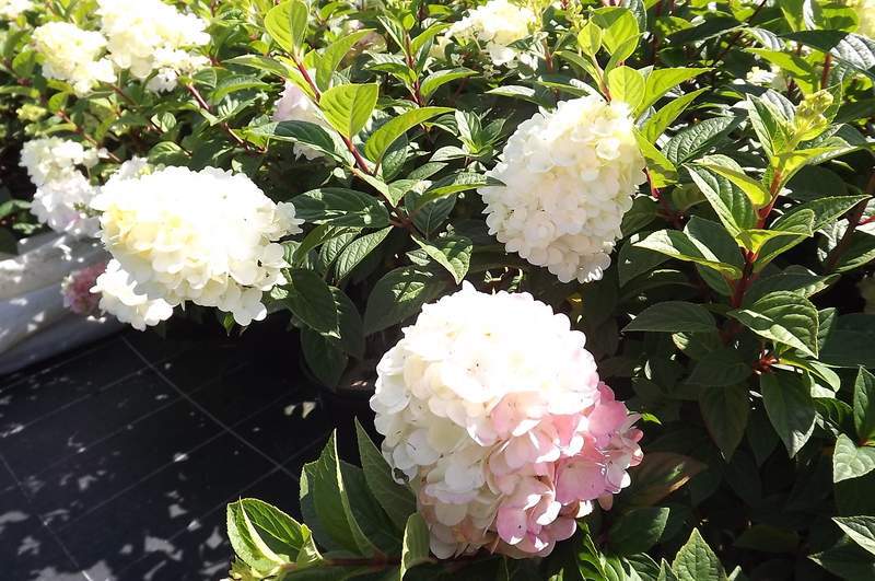 Hortensia paniculé - HYDRANGEA paniculata 'Sundae Fraise' - Arbuste