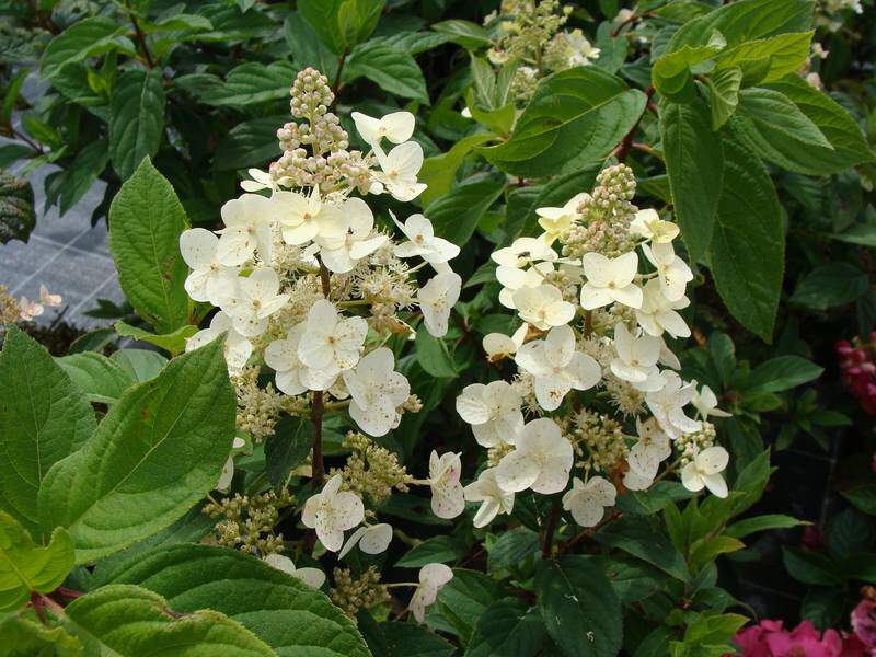 Hortensia paniculé - HYDRANGEA paniculata 'Tardiva' - Arbuste