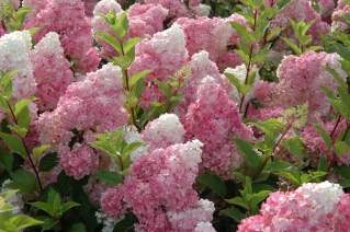 Hortensia paniculé - HYDRANGEA paniculata 'Vanille Fraise®' - Arbuste