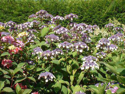 Hortensia sargentiana - HYDRANGEA sargentiana - Arbuste