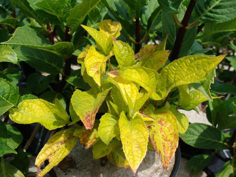 Hortensia - HYDRANGEA serrata 'Golden Sunlight' - Arbuste