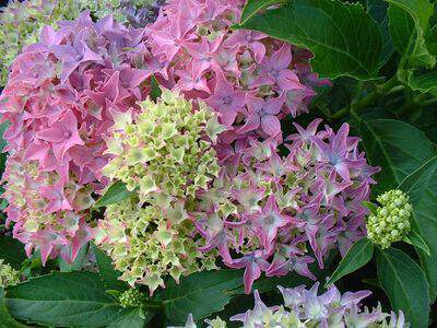 Hortensia - HYDRANGEA macrophylla 'Tovelit' - Arbuste